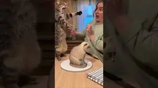 Real Cat Can&rsquo;t Process Her Cake Twin Getting Cut 😹🍰 #shorts #cat #funnycats #catcake