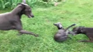 The smallest makes prey