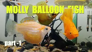 Keeping Golden molly balloon fish  part 1