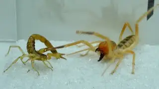 Camel spiders prey on scorpions,scorpions VS Camel spiders 骆驼蜘蛛捕食蝎子