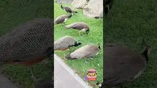 FEEDING WILD PEACOCK #shorts #wildlife #animals #beautiful #feeding #peacock #birds #fyp #yts #yt