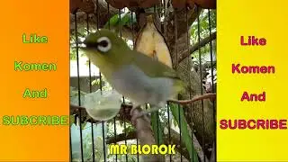 Terapi Pleci Terbaik Durasi Satu Jam ( Pleci Palas Kal-Bar ) “Rawatan Pak SAMIN” #TerapiPleciJuara