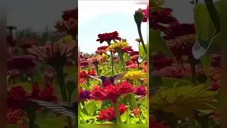 Stunning Flower Garden Beauty: Nature&rsquo;s Colorful Paradise 🌸🌿 || #shorts