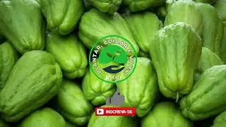 CIDADE DO CHUCHU! 🥒😲 SANTA MARIA DE JETIBÁ ES LIDERA A MAIOR PRODUÇÃO DO BRASIL