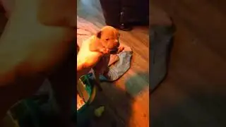 Toadline bricks and Cali pups . females 2 weeks old toadline.com