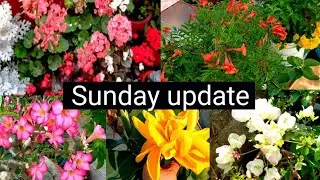 Sunday update spring Garden overview ll rooftop Garden overview ll