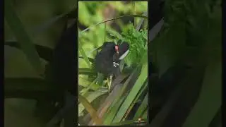 common moorhen preening + জলমুরগী ডাক / call + moorhen bird + eurasian moorhen | #shorts #shortvideo