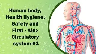 Human body, Health Hygiene, Safety and First - Aid:-Circulatory system-01
