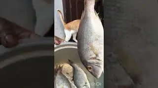 Small koduvaa fish 🐟 mini vlog #trendingshorts #viralvideo #minivlog