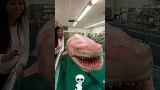 Small to big animal transformation