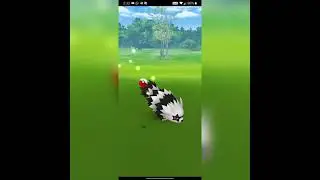 Finally the best shiny 🌟 Pokemon is here #ytshorts #shinyzigzagoon #pokemongo