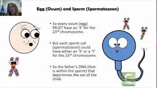 Genes, Genetics and Genetic Inheritance -How Does Genetic Inheritance Work?
