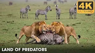 4K Wildlife Animals | Relaxing Music for Stress Relief & Deep Sleep | Nature Sounds #wildlife