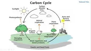Nutrient Recycle: Carbon Cycle [#Carbon_Cycle] @yeshanehtube