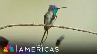 Tom Hanks Narrates How the Marvelous Spatuletail Hummingbird Woos a Mate | The Americas | NBC