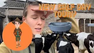 New calves arrive at charlotte Ashley farm
