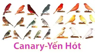 ✅ Yến hót Canary - Mới chơi chim yến thì nên chọn yến ta ?
