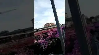 #iononmiarrendo