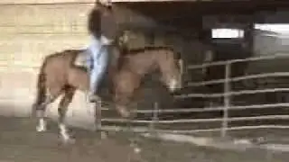 Pearl  - 2002 APHA Mare by Zippos Sensation.WMV