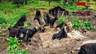 Living with the Poor but Happy People ofthe World |lNatural Beauty of Nepali Village | Life ln Nepal