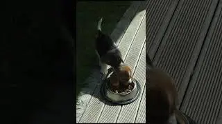 Beagle Puppy Eating During First Day at New Home