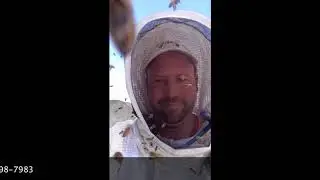 Aggressive vs. Gentle Honeybees