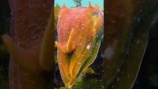 How Cuttlefish Hypnotize Their Prey