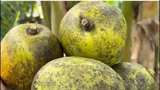 Bush life in St Vincent 🇻🇨looking for Golden apples