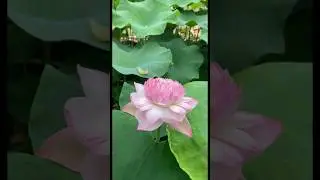 The most beautiful lotus flower petals.||#lotus #nature #water #trending
