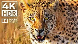 Nature&rsquo;s Grandeur 4K HDR | Stunning Wildlife with Cinematic Soundscapes