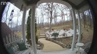Deer in by yard captured by Ring video doorbell.