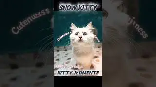 meow-meow kitty|kitty and magic garage|short