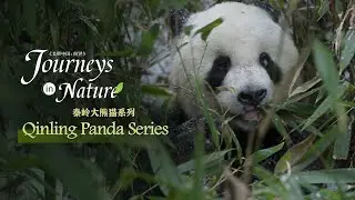 Qinling Panda Series Ep. 10: Pandas can sleep anywhere, even in snow