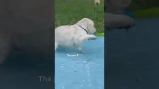 💦FIRST experience with the splash pad&hellip;.  #puppy #goldenretriever #dog #cute #funny #mayaandbear