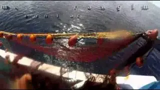 صيد لمبوكه مصراته ليبيا