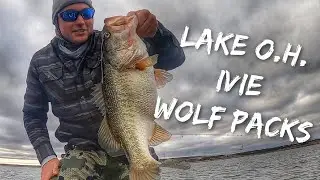 Lake O.H. Ivie Bass Fishing | Chasing Schooling Wolf Packs in Winter