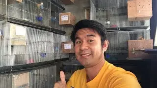 DADDY BUTINGTHING CHRISTMAS GIFT BIRD 2021