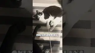 🐱 Reveal.