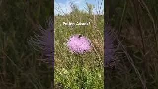 #beekeeping #bumblebee #pollinators #wildflowers
