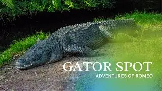 GATOR SPOT | Adventures of Romeo