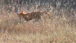 Red Fox on the hunt!