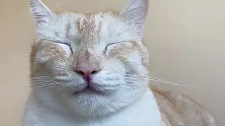 Meditating Cat - Master of Meditation