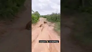 leopard ambushed baby warthog #animals #shorts