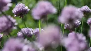 video yth
