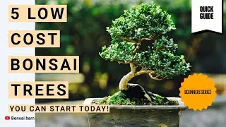 &ldquo;5 Low-Cost Bonsai Trees You Can Start Today!&rdquo;