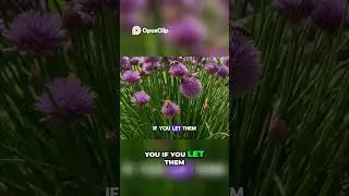 Grow Chives & Garlic Chives  Easiest, Low Maintenance Companion Plants!