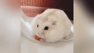 kira the fat hamster 🐹