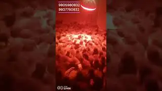 Duck farming/rearing in Nepal.१०० वटा हास पालेर महिनामा 16000 -20000 कमाइ.