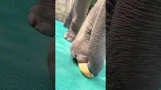 Echoes of the Ancient Wild 🕰️🐘