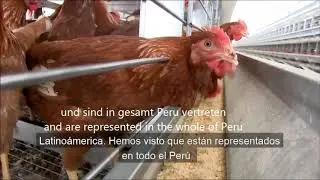 Animal Farm and Hellmann Poultry now in Peru